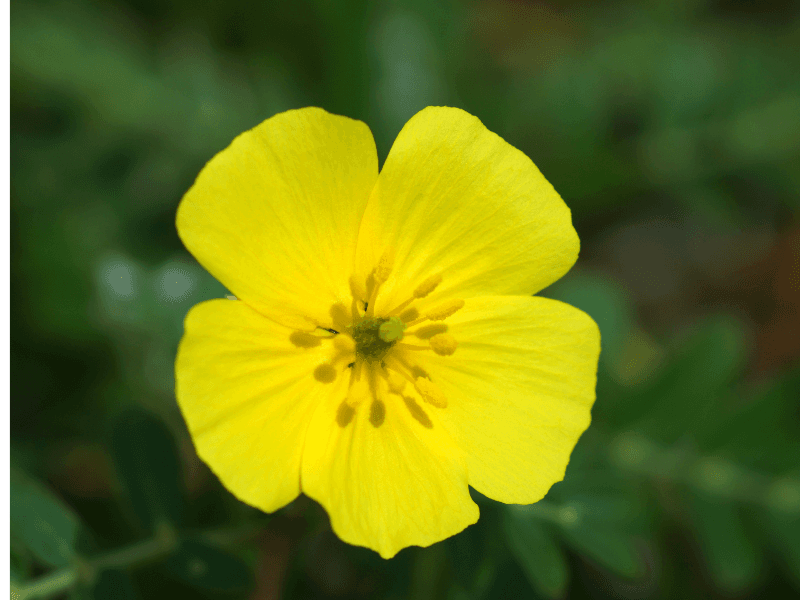 Tribulus terrestris